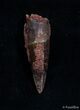 Juvenile Spinosaurus Tooth - Great Preservation #2218-1
